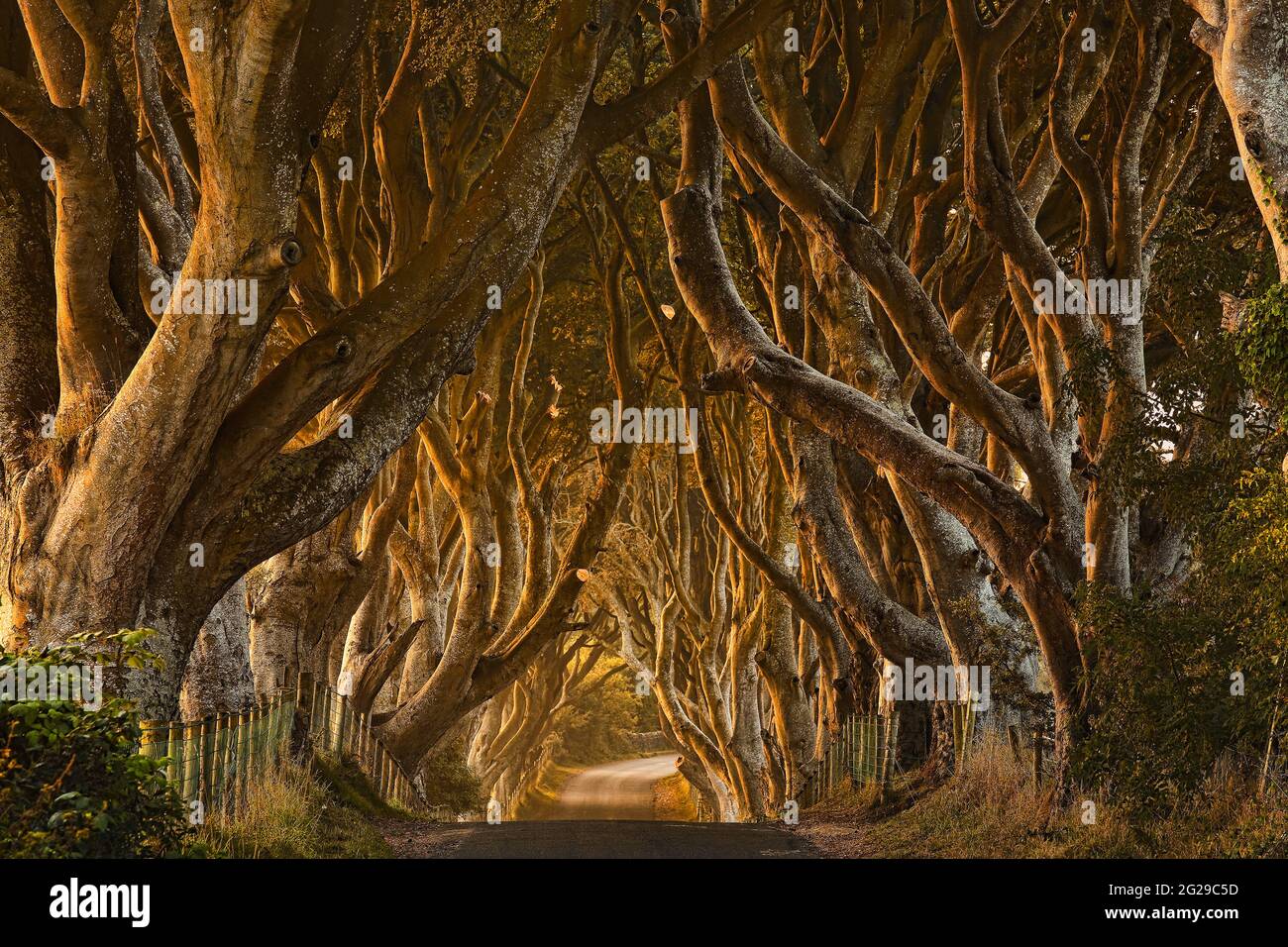 Schönes launisches Foto der berühmten Dark Hedges, die im Nebel gehüllt sind. Game of Thrones-Location für die „Kings Road“-Szene. Stockfoto