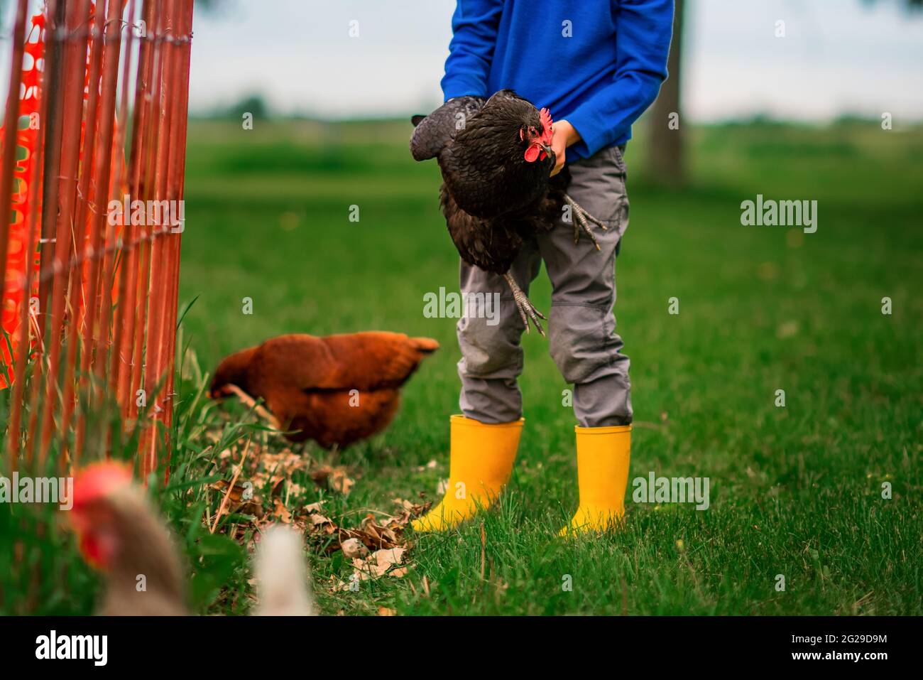 Kleines Kind hält ein schwarzes Huhn in einem Hof mit anderen Hühnern Stockfoto