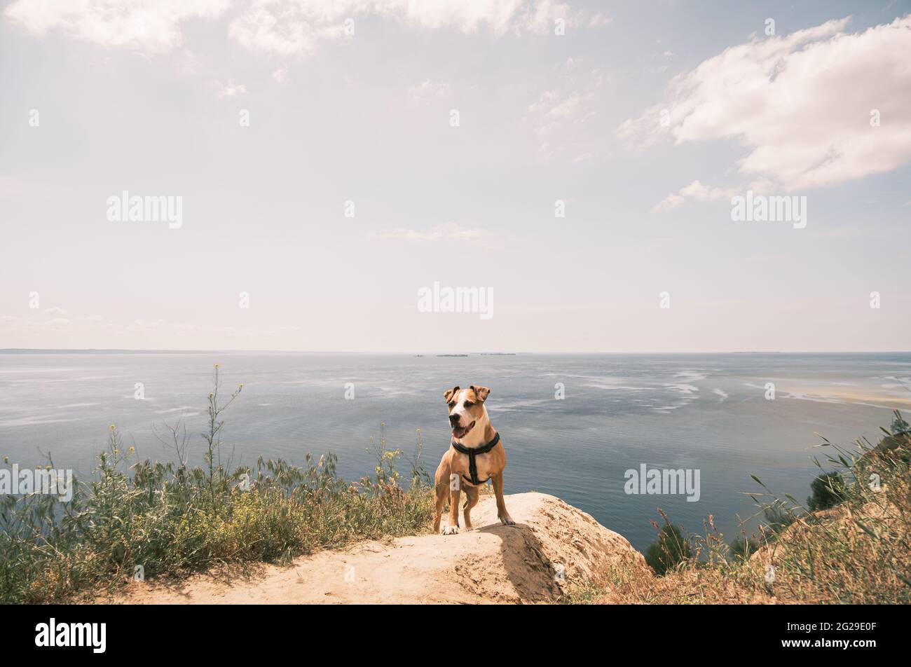 Staffordshire Terrier Hund auf dem Hügel am Meer oder in der Bucht, tr Stockfoto