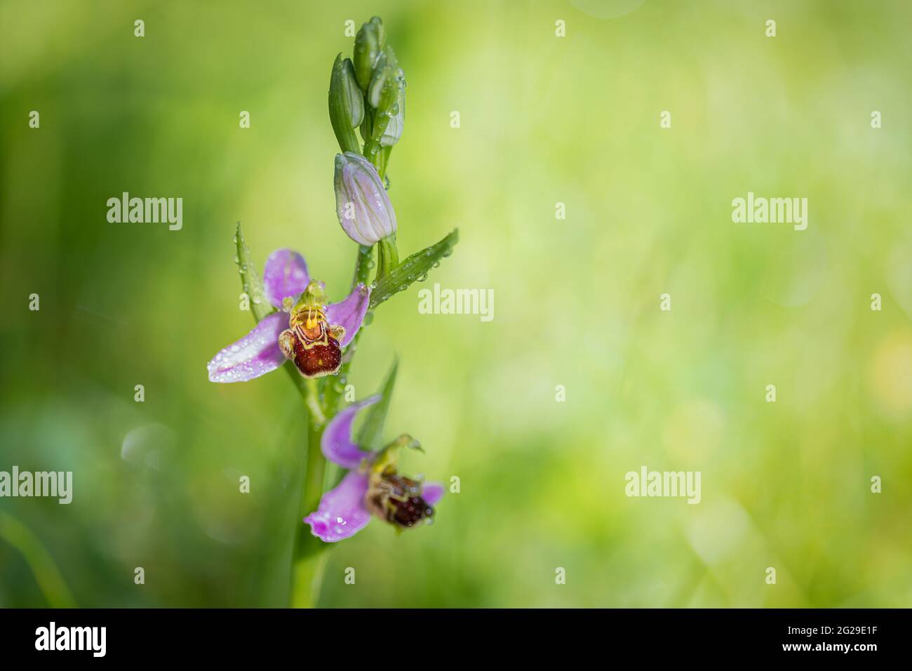 Frische orchidee in freier wildbahn Fotos und Bildmaterial in hoher