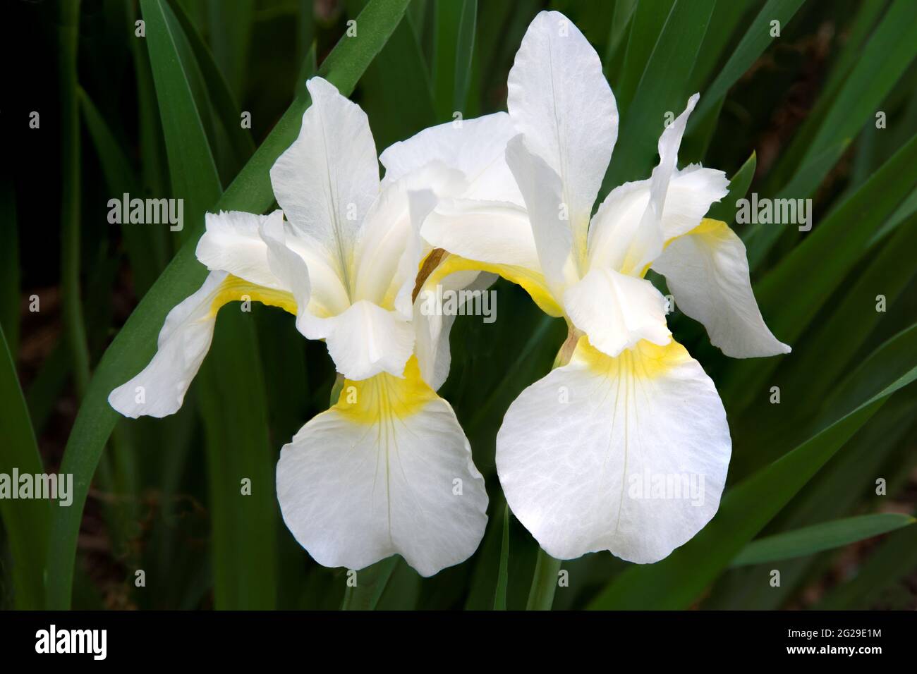 Bunte Blüten der Serbischen Iris mit reinweißen Blütenblättern und gelben Akzenten, isoliert vor einem weichen Hintergrund aus dunkelgrünen Irisblättern. Stockfoto