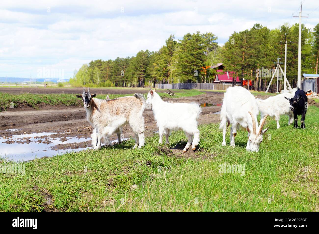 Ziegen und Ziegen weiden das Gras am Rande des Dorfes Stockfoto