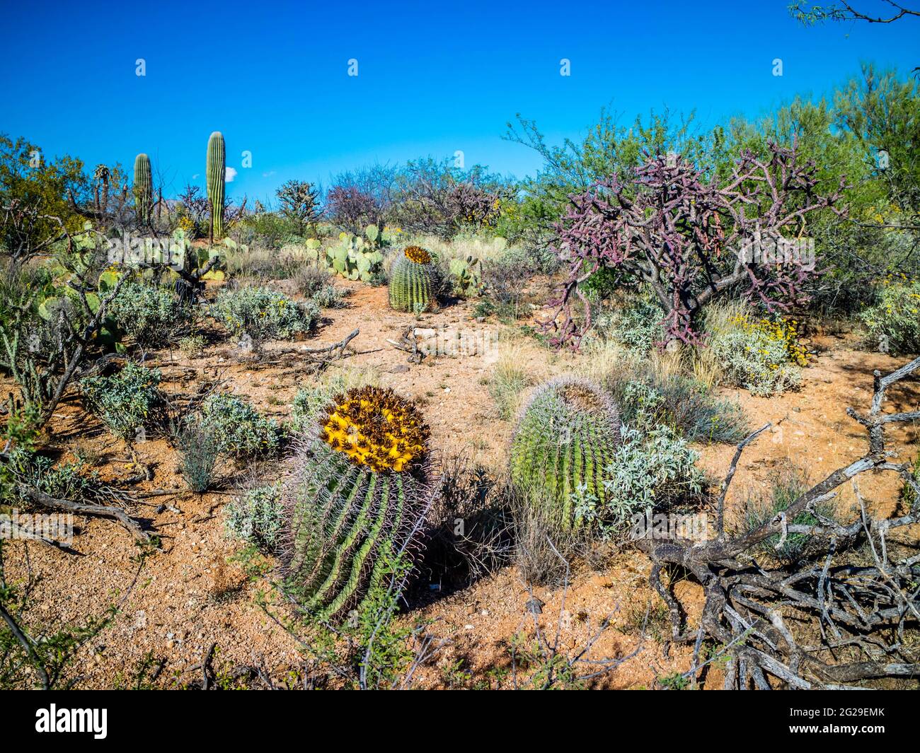 Angelhaken Barrel Kaktus in Saguaro National Park, Arizona Stockfoto