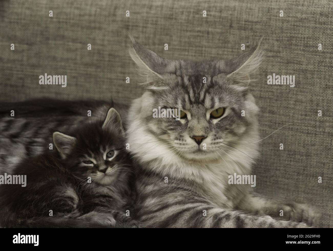 Eine Erwachsene Katze mit einem Kätzchen liegt zusammen Stockfoto