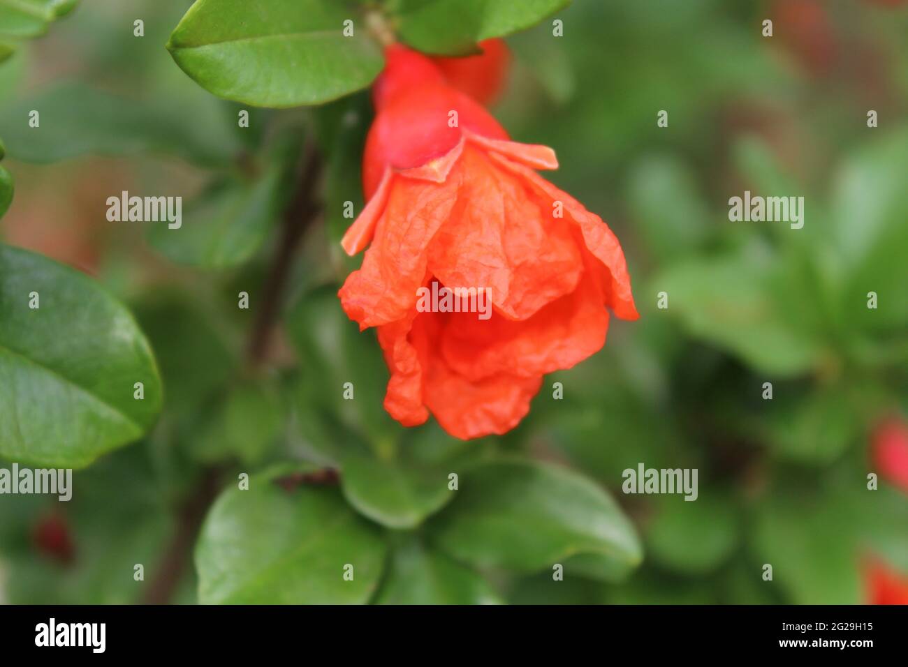 Granatapfel-Blume Stockfoto
