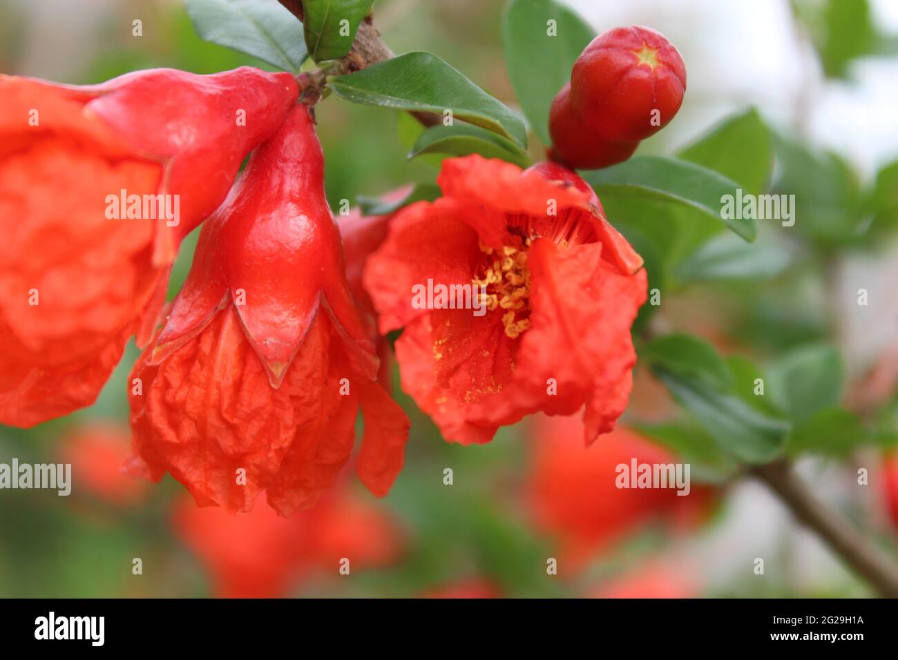 Granatapfel-Blume Stockfoto