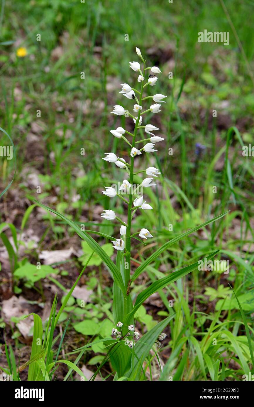 Schmalblättrige Helleborine, Langblättrige Waldvöglein, Cepalanthera longifolia, kardos madársisak, Őrség, Ungarn, Magyarország, Europa Stockfoto