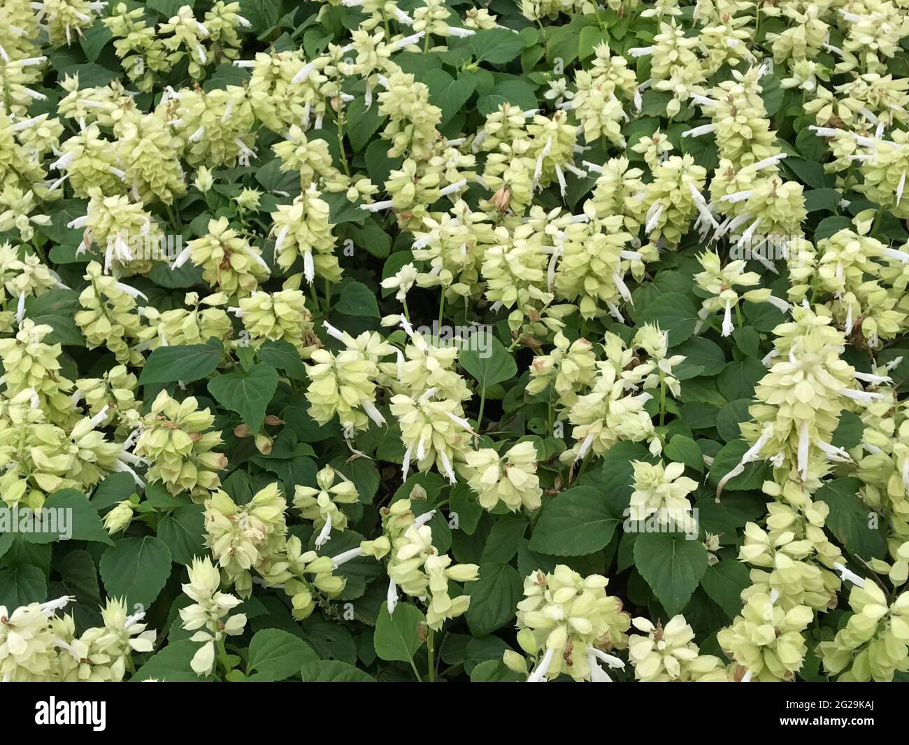 Blumenshow mit schöner Blumendekoration Stockfoto