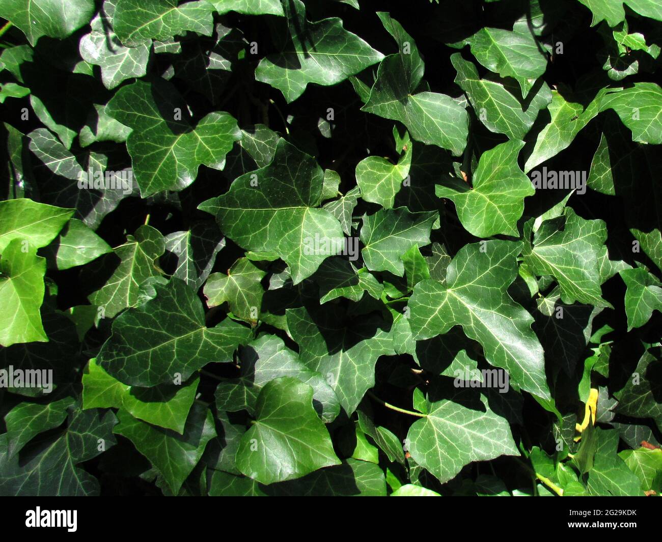 Natrliche Fototextur. Nahaufnahme von Efeu, botanischer Name Hedera,  kletternde immergrne Pflanze, als medizinischer Extrakt verwendet,  Detailaufnahme Stockfotografie - Alamy