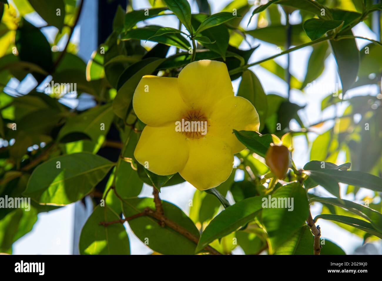 Brasilianische Pflanzen blühten in einem Wohngarten. Gruppe von Strauch und stark riechenden Kräutern, die in gemäßigten Regionen wächst. Herbstsaison Stockfoto