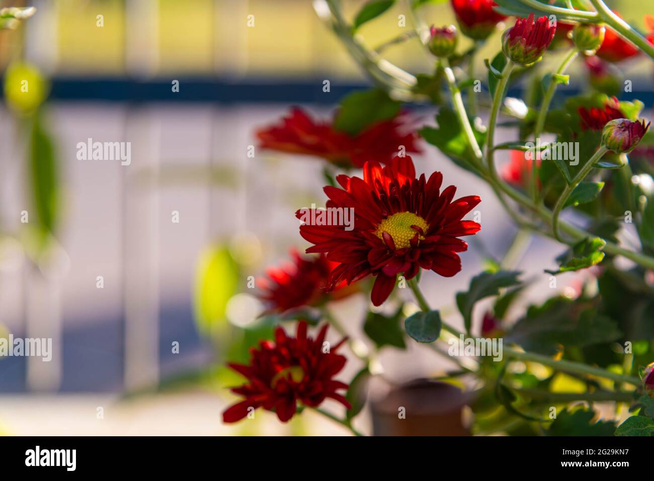 Stark Riechende Blumen Stockfotos und bilder Kaufen Alamy