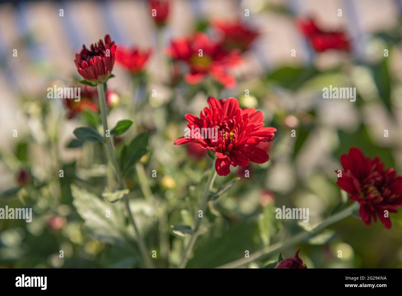 Stark Riechende Blumen Stockfotos und bilder Kaufen Alamy