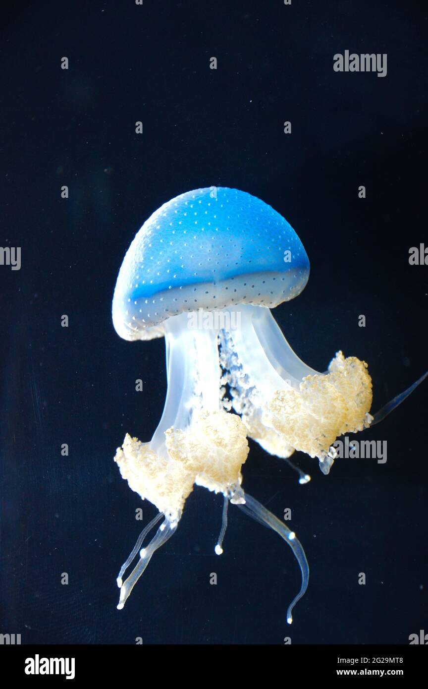 Blaues Gepunktetes Gelée Fish Stockfoto