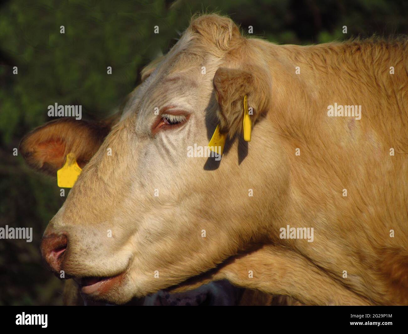 Phlegmatische Rasselkuh, Kopfprofil, Bio-Bauernhof, Nahaufnahme Stockfoto