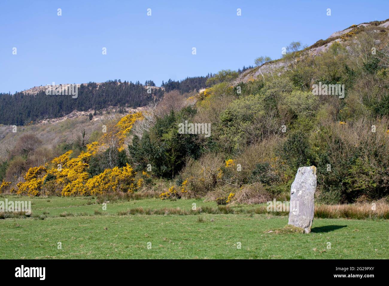 Farnanes Standing Stone Dunmanway West Cork Irland. Standing Stones gelten als antike Grabstätten und werden in allen Grafschaften Irlands gefunden. Stockfoto