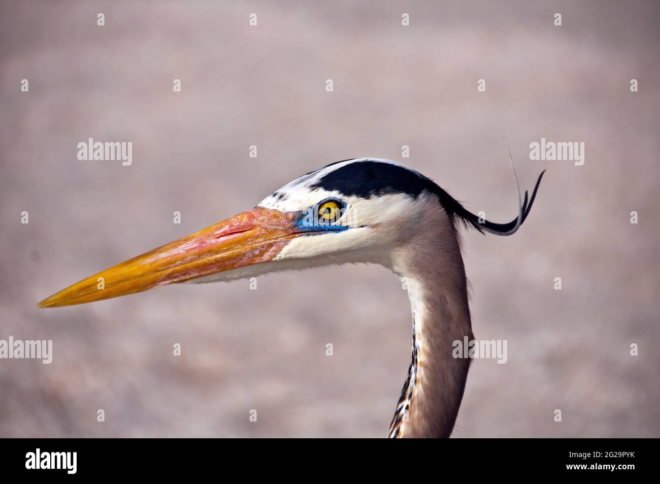 Kopfaufnahme von Great Blue Heron (Ardea herodias), Boca Grande, Florida Stockfoto