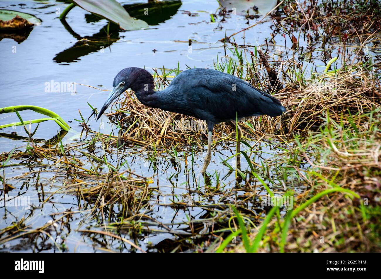 Little Blue Heron (Egretta caerulea) Jagd, Ding Darling Wildlife Refuge, Sanibel Island, Florida Stockfoto