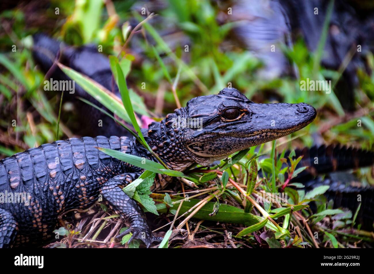 Baby American Alligator (Alligator mississippiensis), Shark Valley Visitor Center, Everglades National Park, Florida Stockfoto