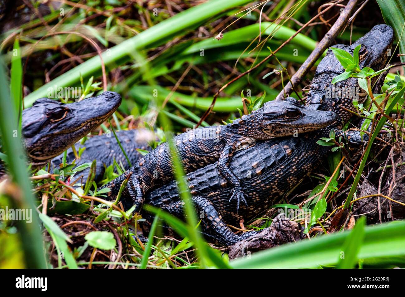 Drei junge amerikanische Alligatoren (Alligator mississippiensis), Shark Valley Visitor Center, Everglades National Park, Florida Stockfoto