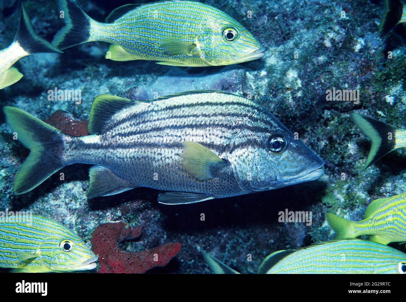 Spanischer Grunt (Haemulon macrostomum), blau gestreifter Grunt im Hintergrund, Florida Keys Stockfoto