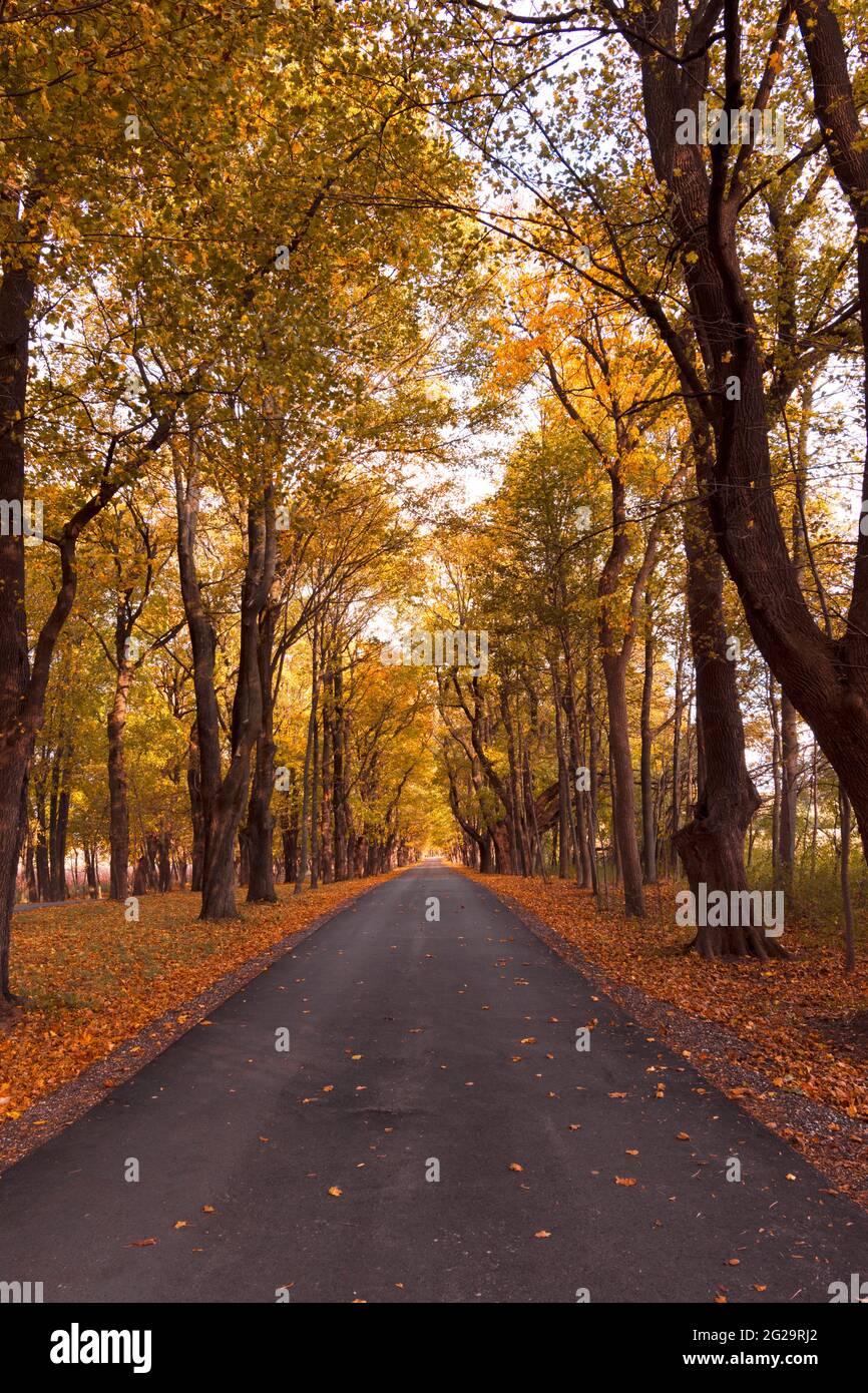 Im Herbst in Wisconsin ist eine gerade Straße mit Ahornbäumen gesäumt. Stockfoto