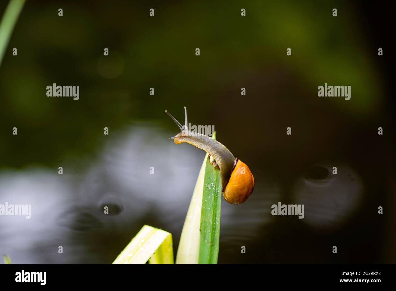 Braune Lipped Snail oder Cepaea nemoralis klettern eine Wasserpflanze in einem Teich Stockfoto