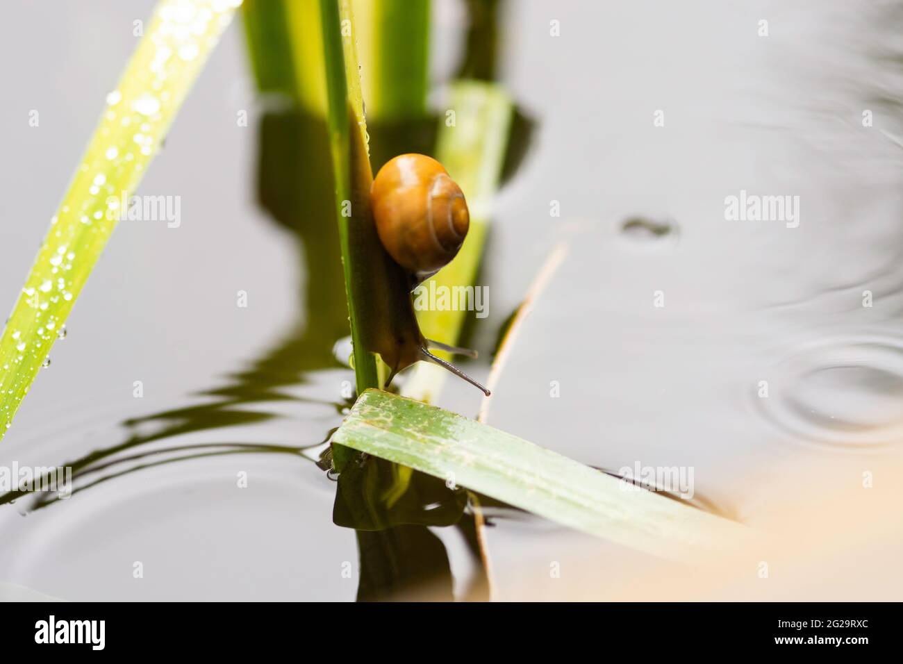 Braune Lipped Snail oder Cepaea nemoralis klettern eine Wasserpflanze in einem Teich Stockfoto