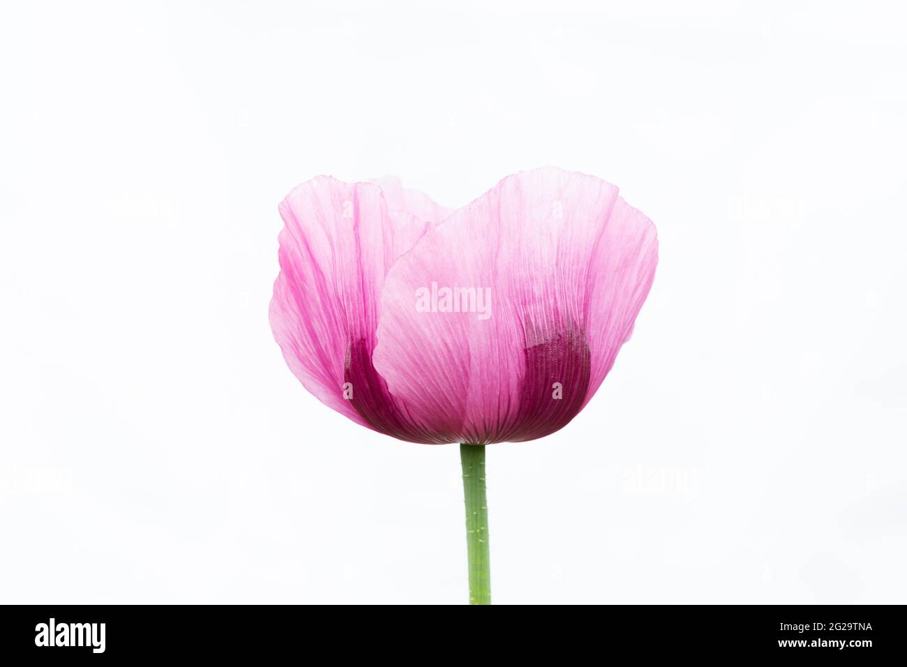Violett-rosa Blüten des Opiummohn vor weißem Hintergrund Stockfoto