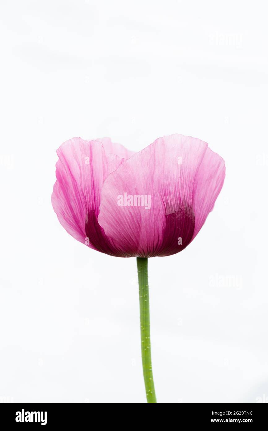 Violett-rosa Blüten des Opiummohn vor weißem Hintergrund Stockfoto