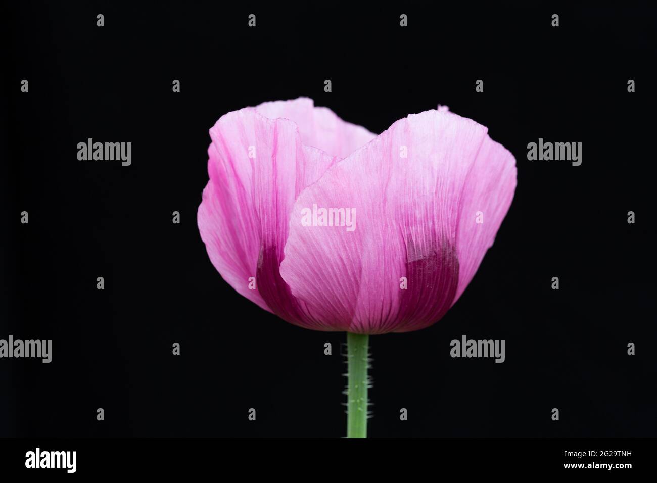 Violett-rosa Blüten des Opiummohn vor schwarzem Hintergrund Stockfoto