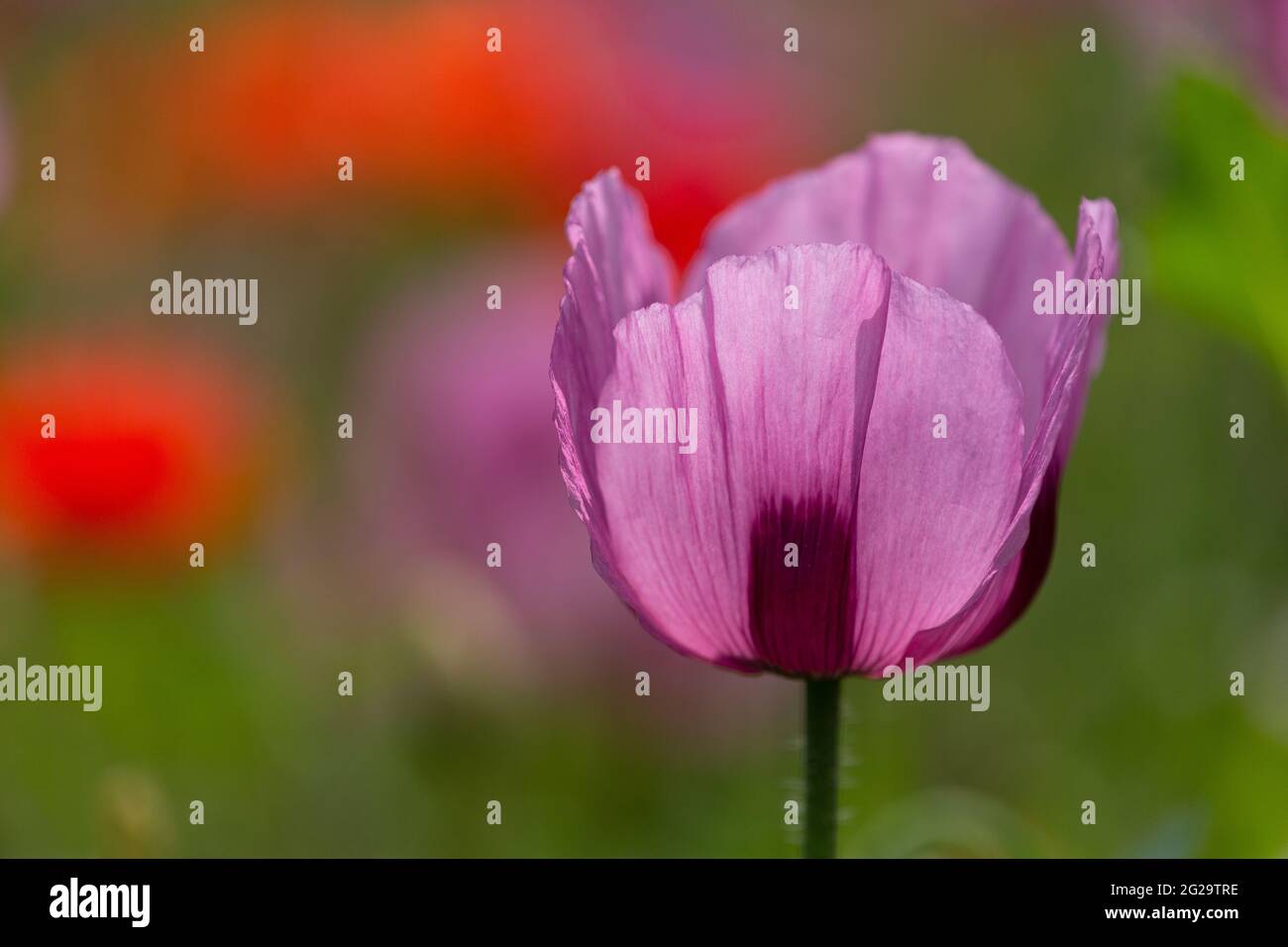 Violett-rosa Blüte des Opiummohn vor dem Hintergrund des Opiummohn-Feldes mit roten Mohnblumen Stockfoto