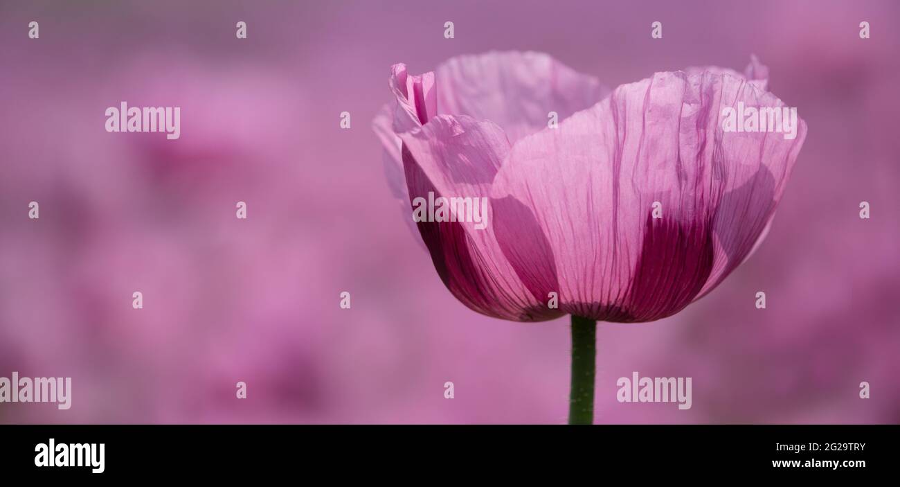 Violett-rosa Blüte des Opiummohn vor dem Hintergrund des Opiummohn-Feldes als Panorama Stockfoto