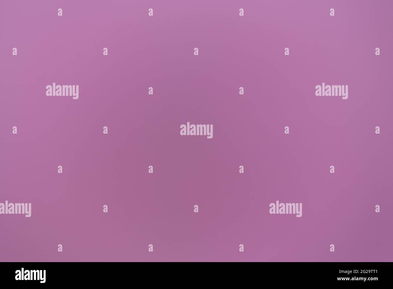 Die rosa-violette Farbe des Opiummohn als Hintergrund Stockfoto