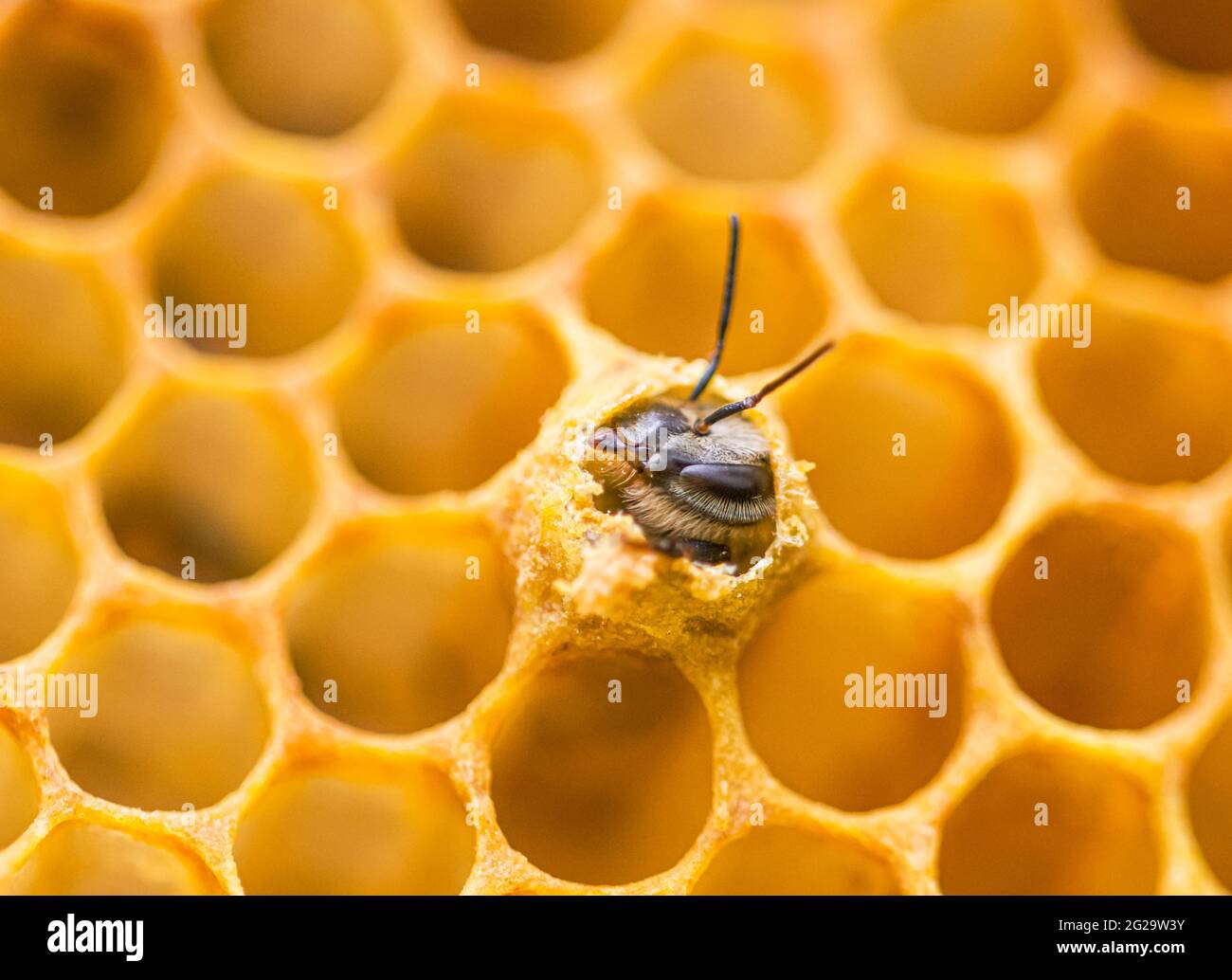 Eine neue Honigbiene (APIs mellifera), die aus ihrer Brutzelle hervortritt. Nahaufnahme. Stockfoto