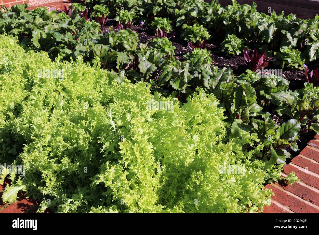 Frische Salatblätter wachsen in einem Gemüsegarten Stockfoto