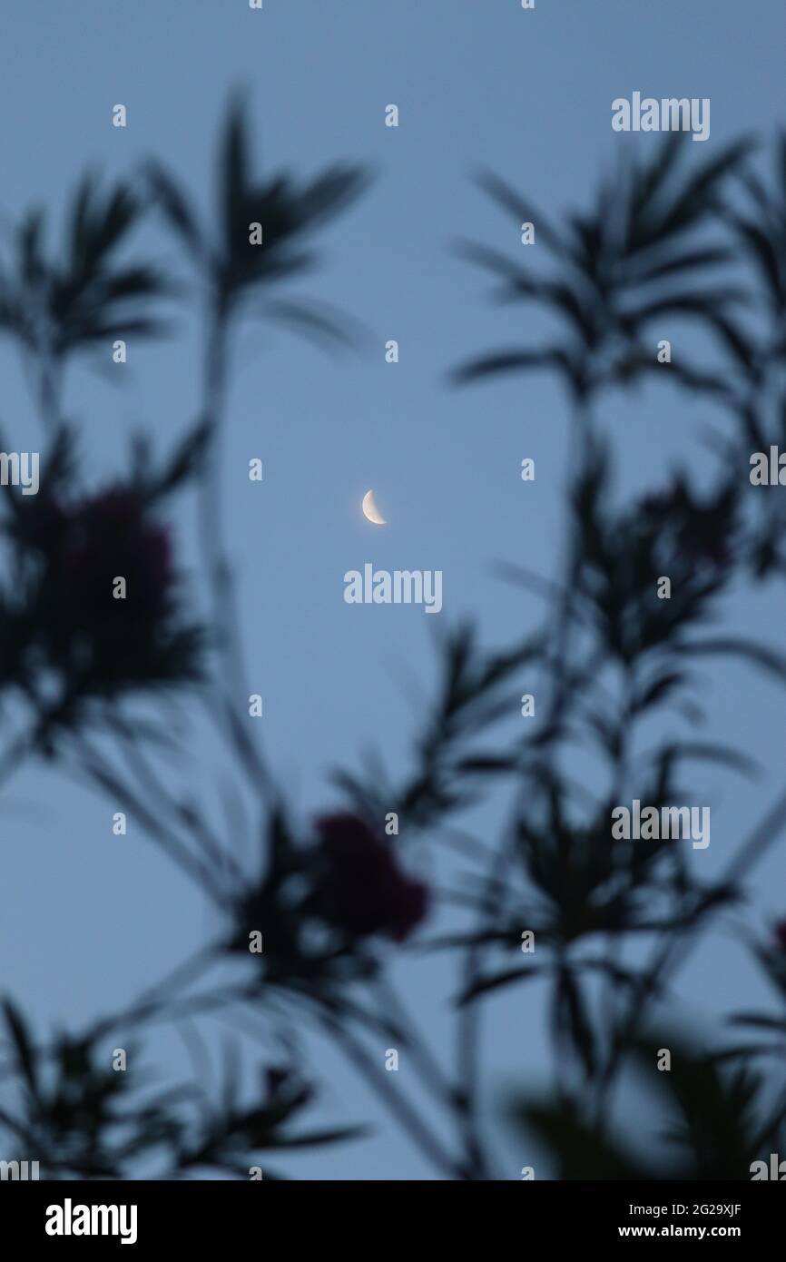 Ästhetischer Mond.Morgenansicht eines Halbmondes. Stockfoto