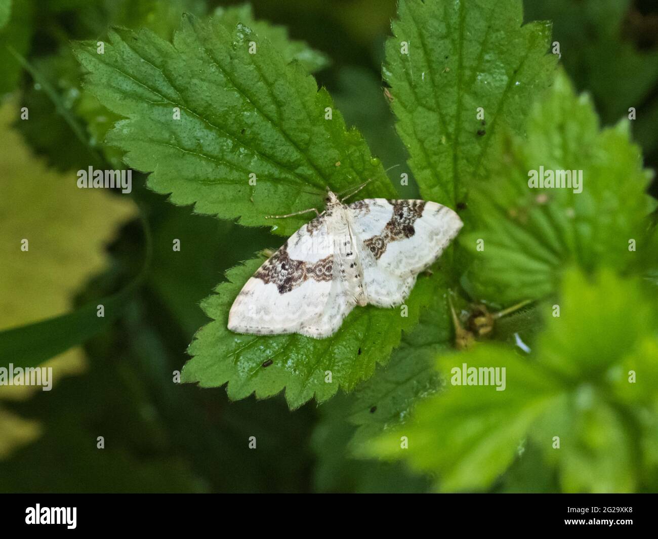 Eine silberne Teppichmotte (Xanthorhoe montanata), die auf einem Blatt ruht. Stockfoto