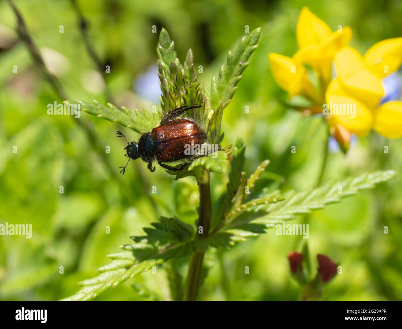 Phyllopertha horticola bekannt als Garden Chafer, Garden Foliage Beetle oder Bracken Chafer. Stockfoto