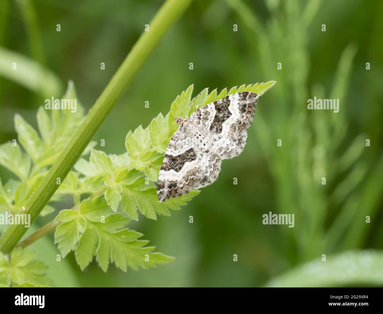 Eine silberne Teppichmotte (Xanthorhoe montanata), die auf einem Blatt ruht. Stockfoto