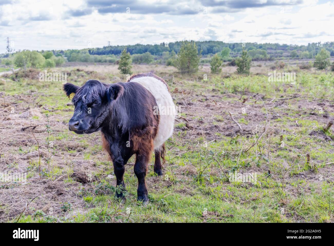 Belted Galloway Cow mit charakteristischem langem Haarkleid und breitem weißen Gürtel, eine traditionelle schottische Rasse von Rindervieh in Chobham Common, Surrey Stockfoto