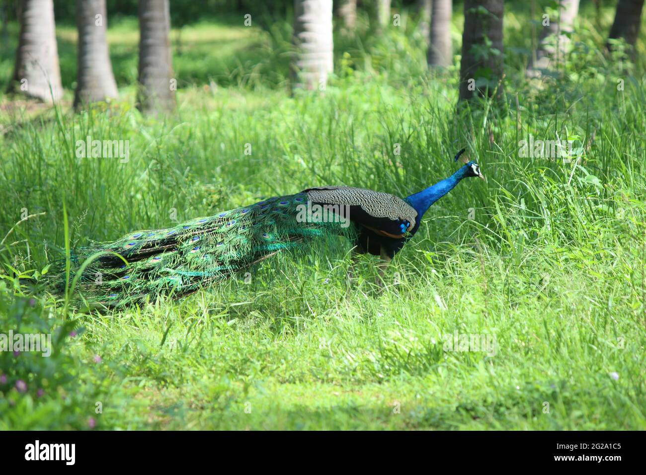 Auch bekannt als der gewöhnliche Pfau, und blauer Pfau, ist ein Pfau specie, gemeiner Pfau Stockfoto