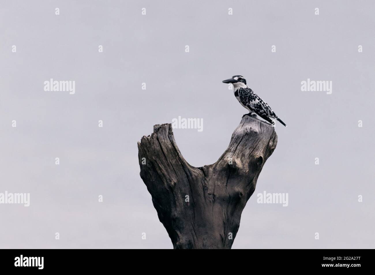 Seitenansicht des neugierigen gepunkteten Eiskönigs, der mit gefalteten Flügeln auf einem gebrochenen Baumzweig auf weißem Hintergrund sitzt Stockfoto