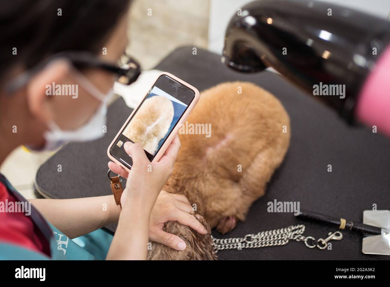 Cropped unkenntlich weibliche Groomer trocknen gehorsam Corgi Hund mit professioneller Ausrüstung, während das Foto mit dem Smartphone in der Tierklinik Stockfoto