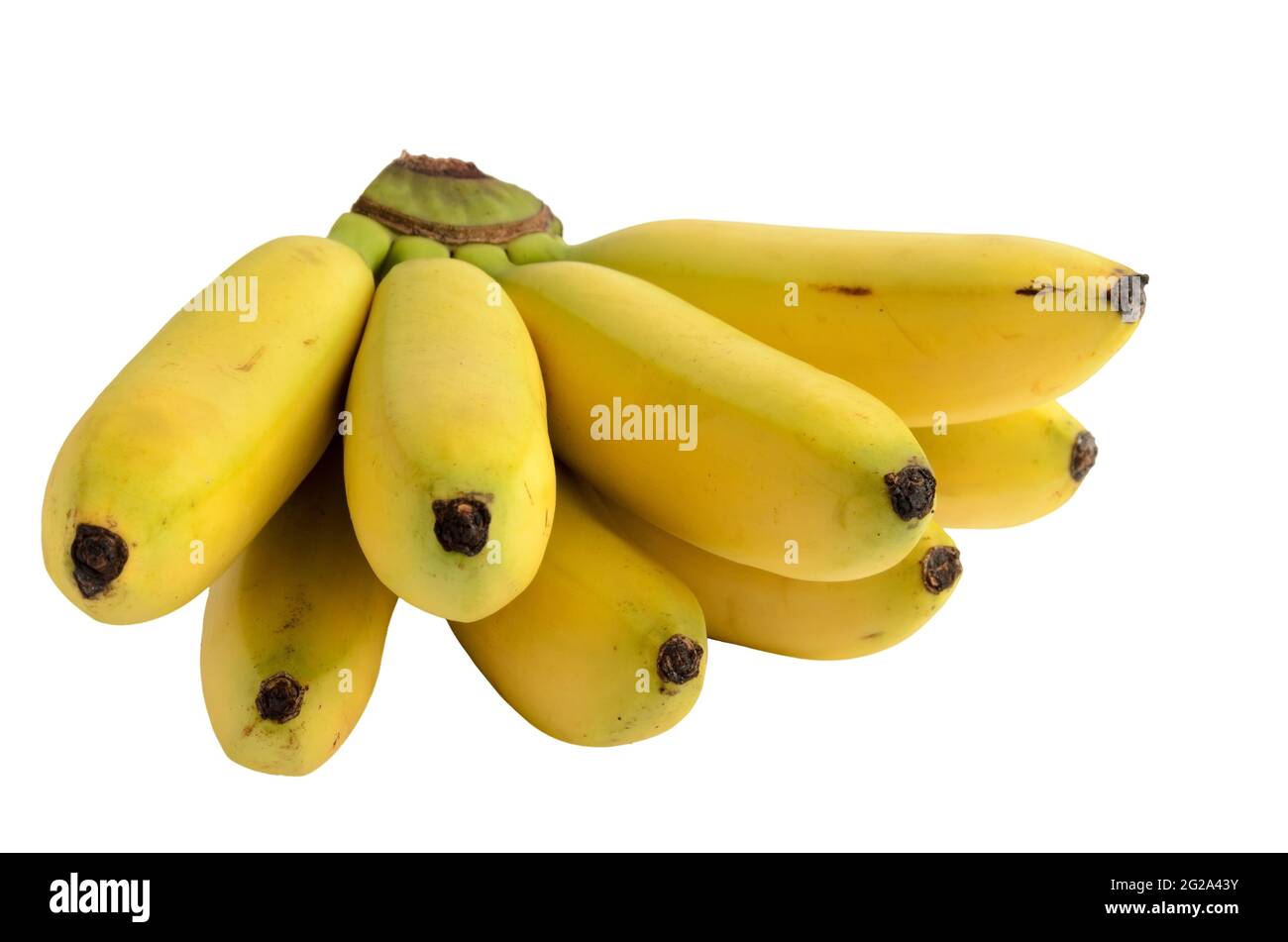 Ein paar reife natürliche gelbe Bananen isoliert auf weißem Hintergrund. Selektiver Fokus. Stockfoto