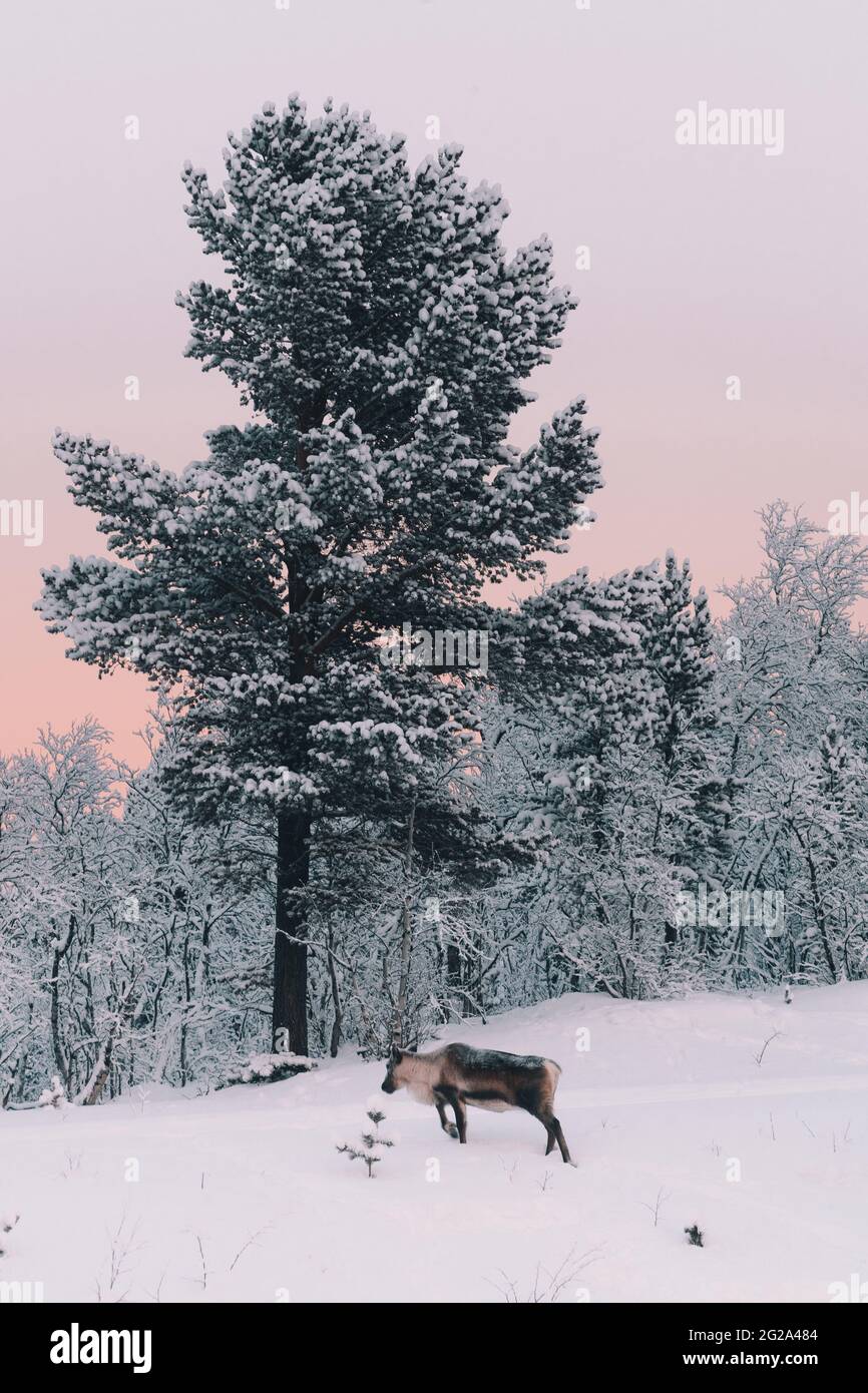Seitenansicht von wilden Elchen in der Nähe von Tannenholz, das zwischen Land im Schnee in der Nähe von Wald auf Arctic Island wächst Stockfoto