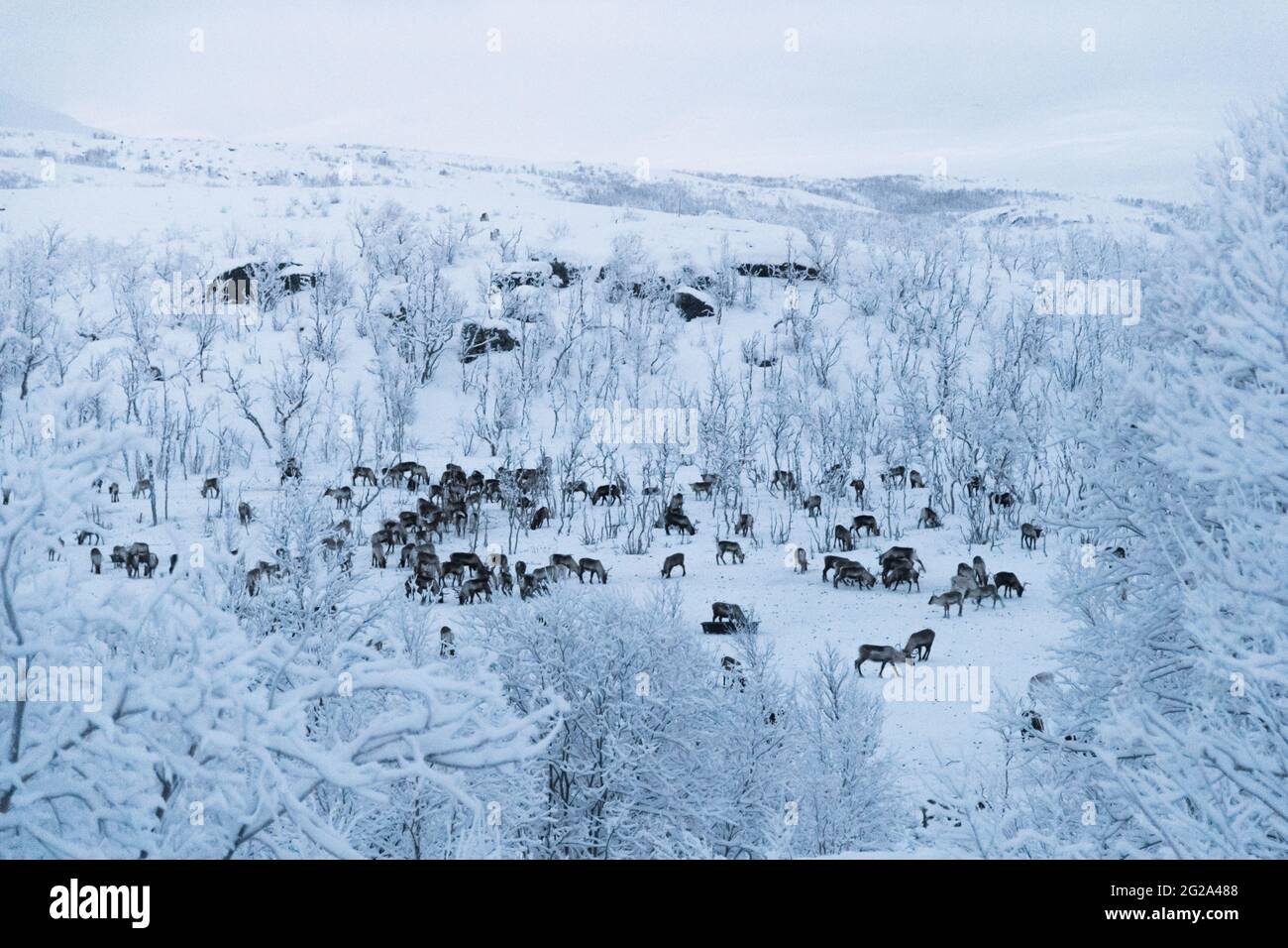 Von oben Elchherde zwischen Wald im Winter auf der Arktischen Insel Stockfoto