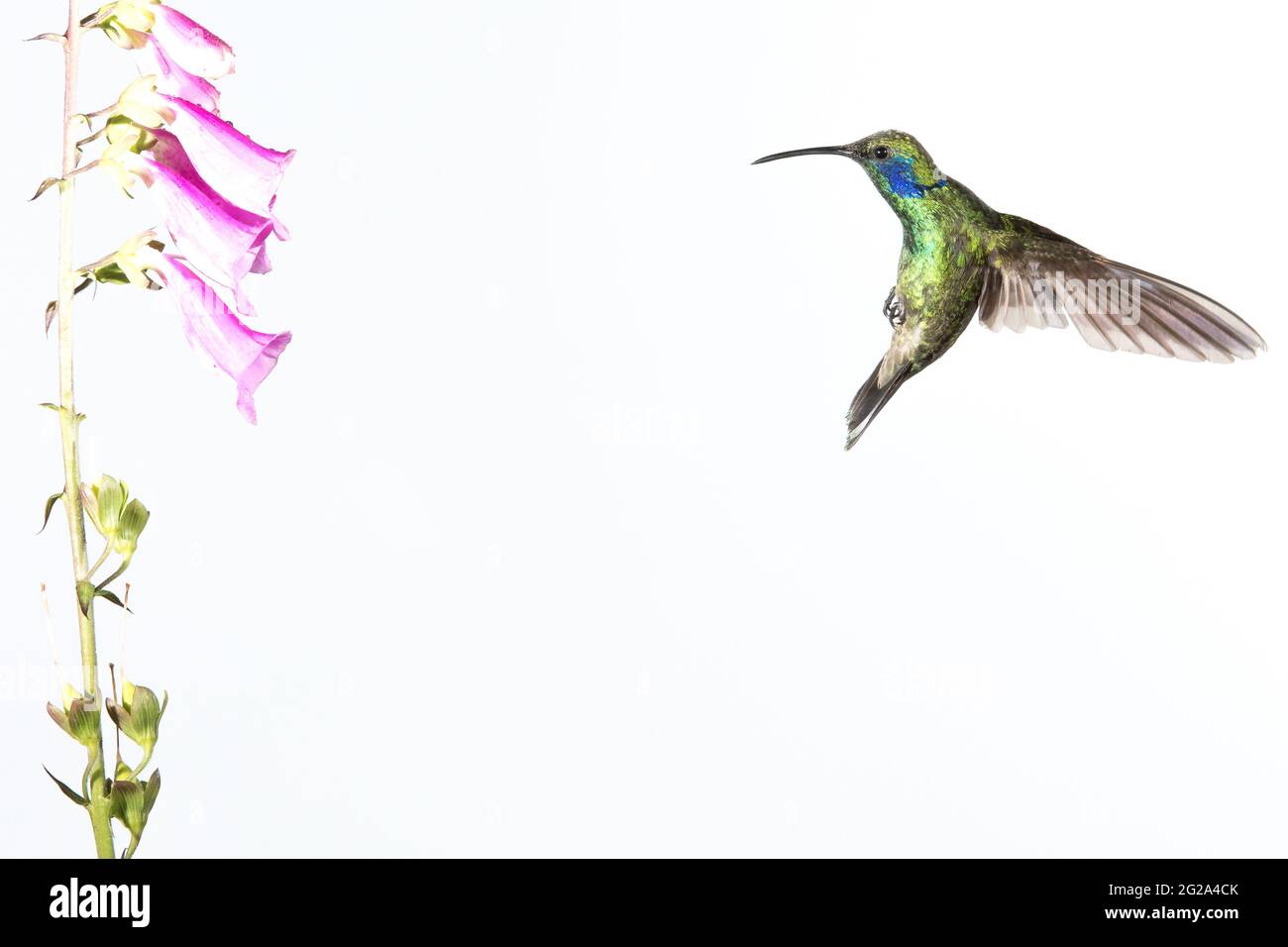 Kolibri fliegt um eine wunderschöne Blume auf weißem Hintergrund Stockfoto