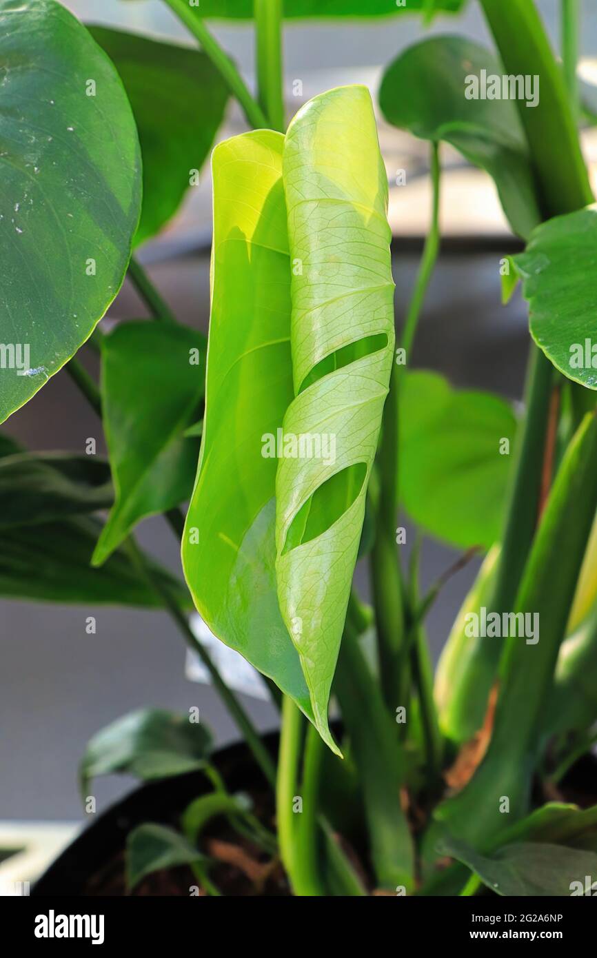 Neue Bltter auf einer Monstera-Pflanze ohne Lcher Stockfotografie - Alamy