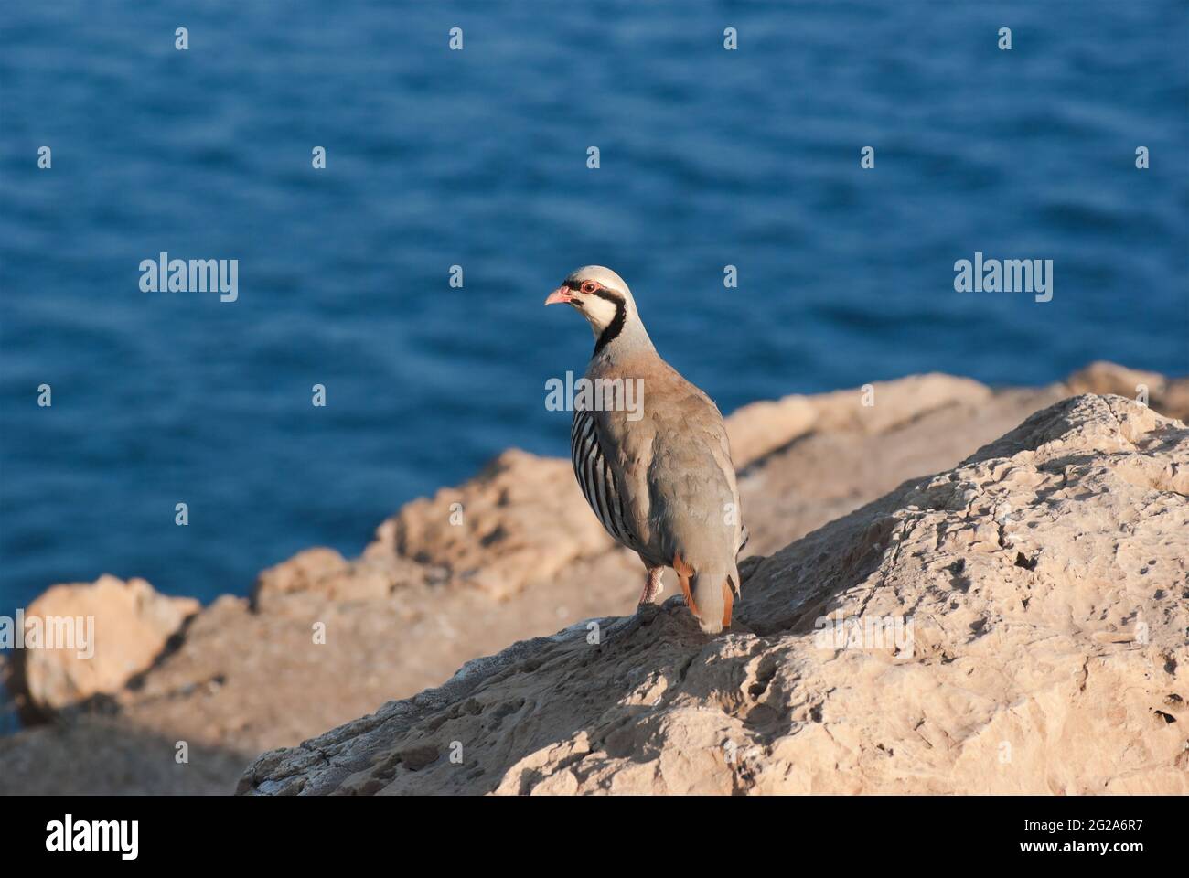 Rock Partridge, auf dem Hintergrund das Meer des Kaps Sounion, Griechenland Stockfoto