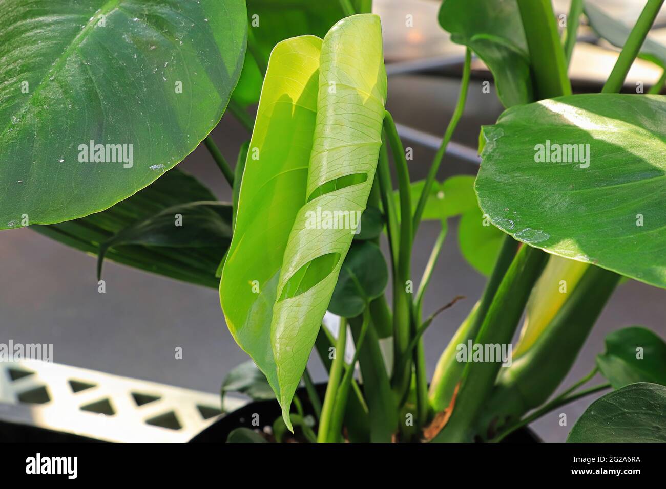 grow light for plants Adjustable LED white plant light